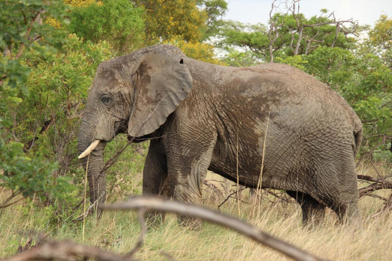 Sofala Lodge 모코파네 외부 사진