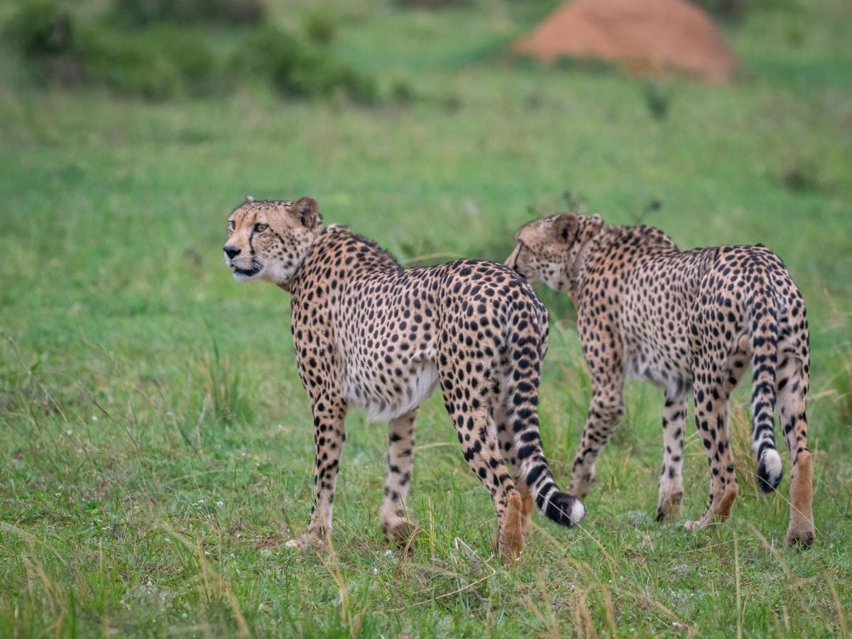 Sofala Lodge 모코파네 외부 사진